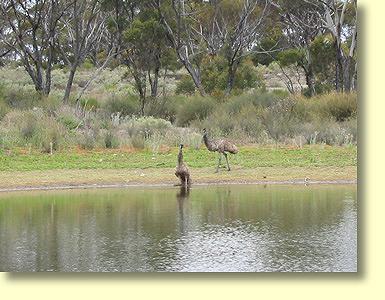 Western Australian Emus in Quandong country.