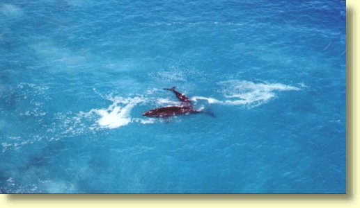 Female Southern Right Whale feeding calf