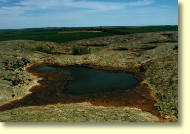 Rare water plants and tadpoles can be found in Pildappa's gnammas.