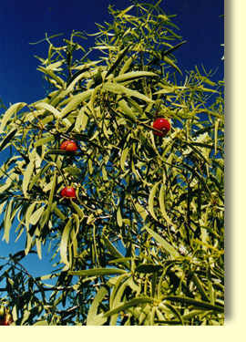 Quandongs tend to fruit between October and February. With a full load of fruit they can look like Christmas Trees. Quandongs should not be mistaken for Wild Apricots which are poisonous.