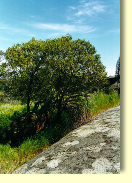 Quandong tree at the base of Pildappa Rock. Water runoff from Pildappa Rock provides a good environment for this Quandong tree.